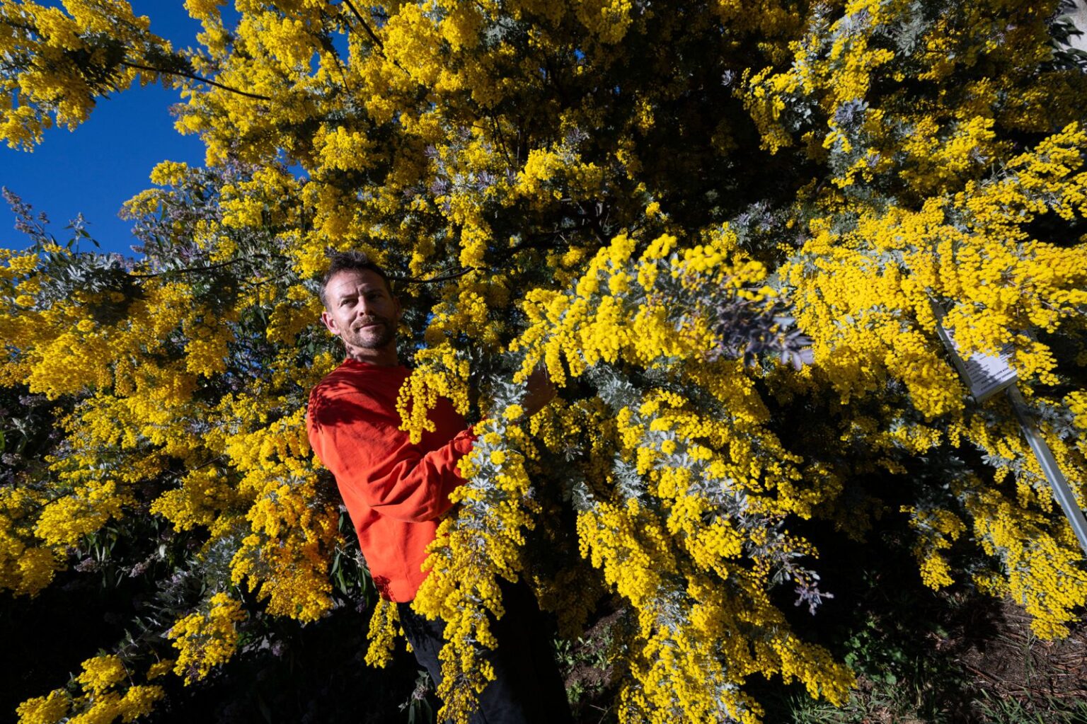 Quand la Côte d’Azur se pare de mille couleurs : façades éclatantes et villages bigarrés, un patrimoine qui rayonne sous le soleil méditerranéen ! Bormes les Mimosa