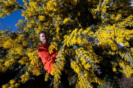 Bormes les Mimosa