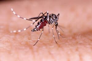 Chikungunya