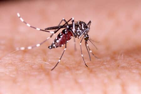 Chikungunya