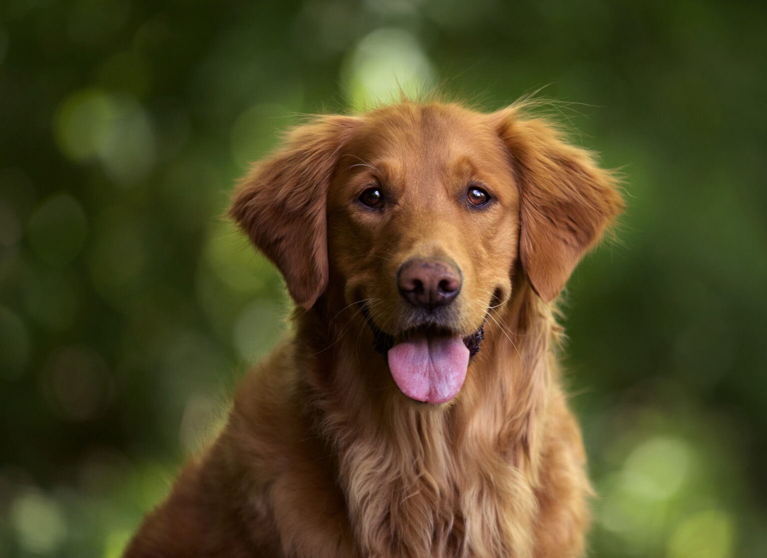 Violences sur les animaux : ce procureur vise aussi Nice avec une convention inédite pour frapper fort contre les bourreaux capture selective d un adorable golden retriever a l exterieur