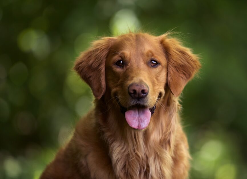 capture selective d un adorable golden retriever a l exterieur
