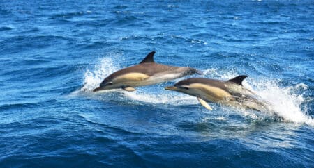 dauphins 1