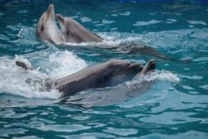 dauphins
