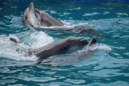 dauphins