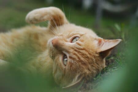 gros plan d un chat brun portant sur l herbe