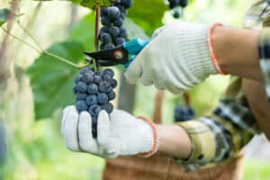 viticulteur vignes provence