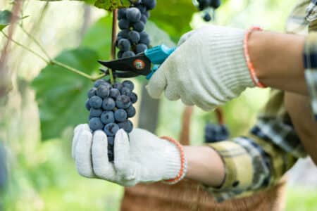 viticulteur vignes provence