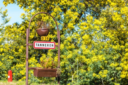 Tanneron