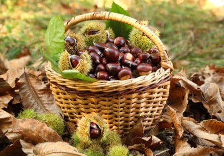 chestnut chateignes