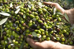 huile d olive 10