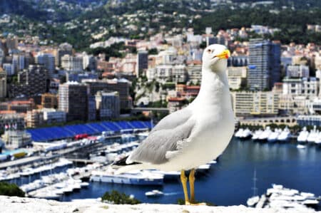 monaco gabian