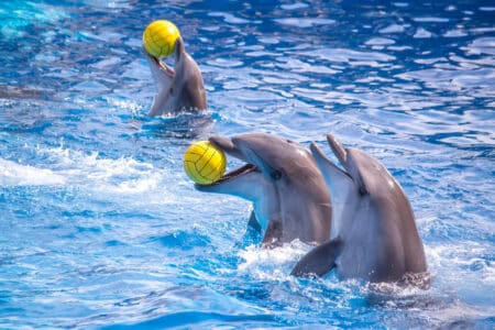 delphinarium marineland