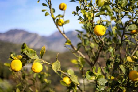 Citrons