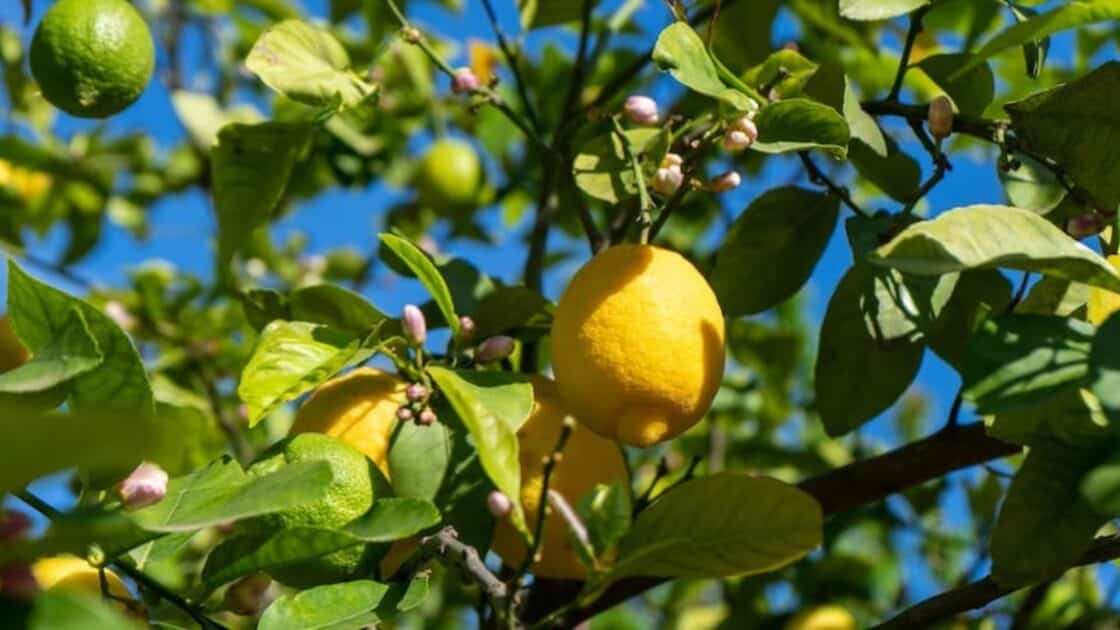 Citrons Menton