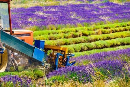 champ provence agriculture