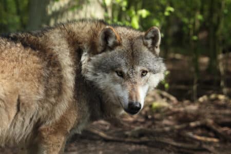 loup