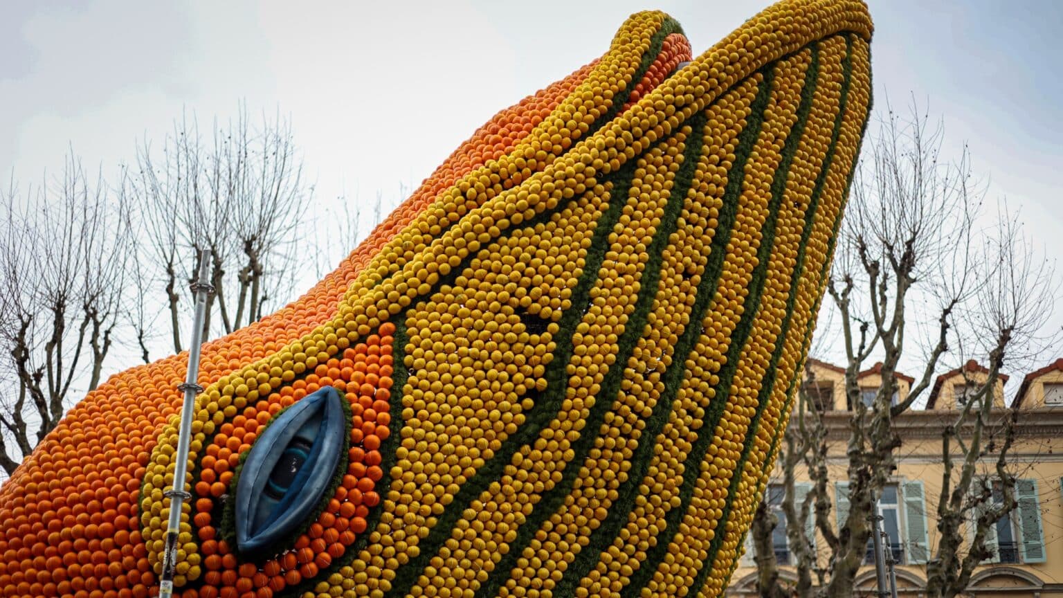 Fête du Citron 2026 : plongez dans les coulisses des Jardins Biovès, où ...