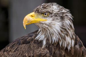 aigle