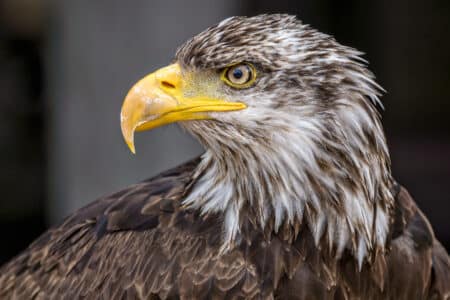 aigle