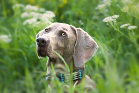 chien