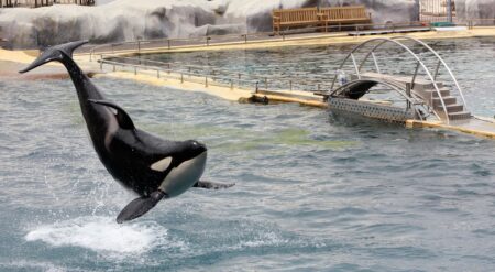 orque marineland