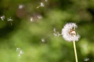 pollens