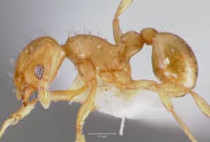 Wasmannia auropunctata casent0005064 profile 1