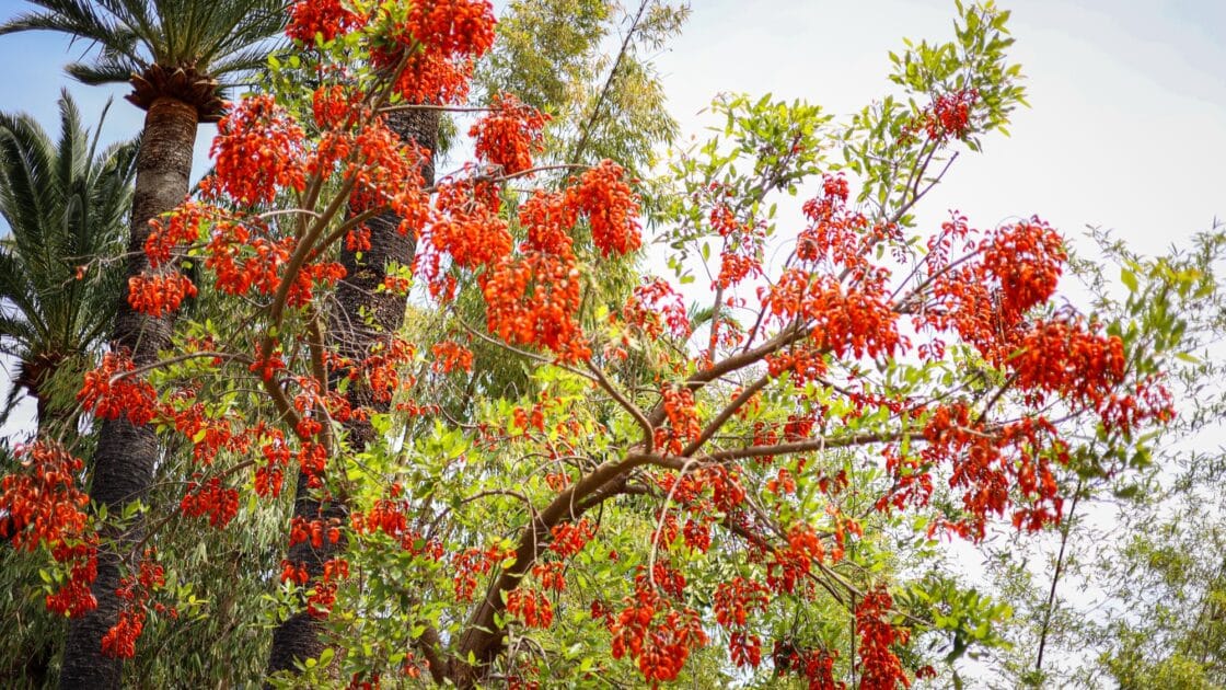 À Menton, ce spectaculaire jardin botanique vous transporte sous les tropiques avec près de 1 800 espèces rares 4 Val Rahmeh vue détail des fleurs rouges