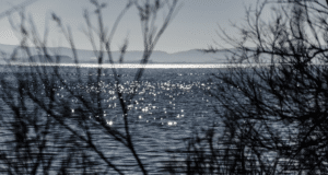 Plan Grand Angle Etang Berre Reflétant Lumière Soleil Travers Les Buissons Sans Feuilles Supprimer l’arrière-plan Enregistrer Partager Échantillon Un plan grand angle d'Etang de Berre reflétant la lumière du soleil