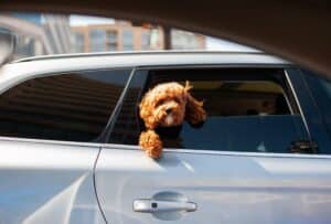 beau chien à la fenetre d'une voiture