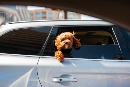 beau chien à la fenetre d'une voiture