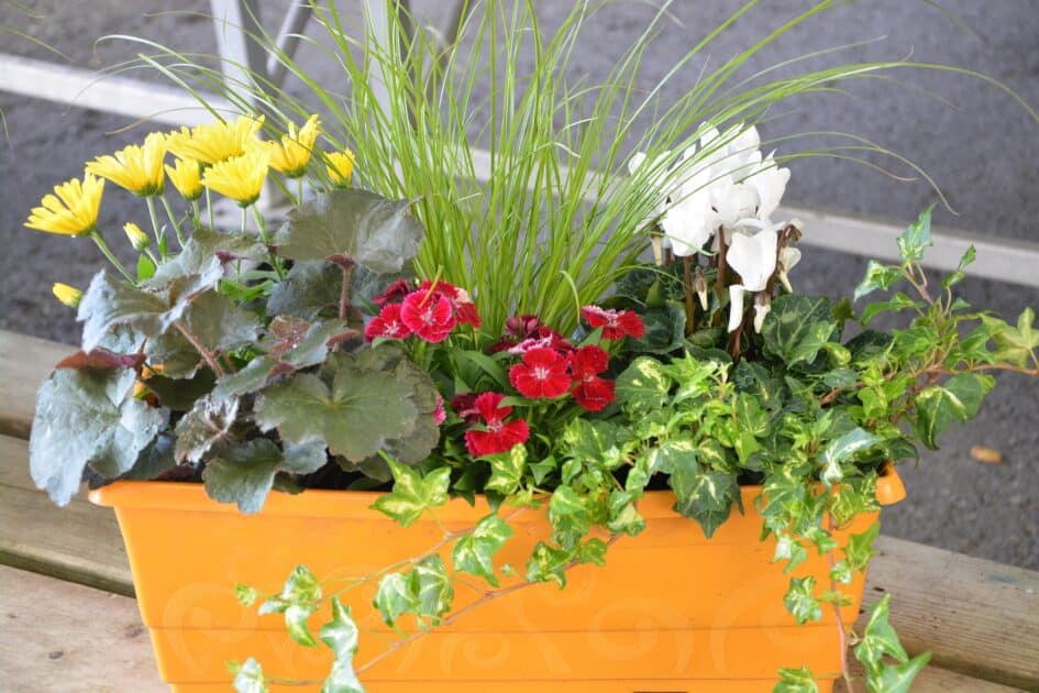 Concours "Fleurissons la ville !" : le guide pour transformer Menton avant le 10 juin 1 jardiniere