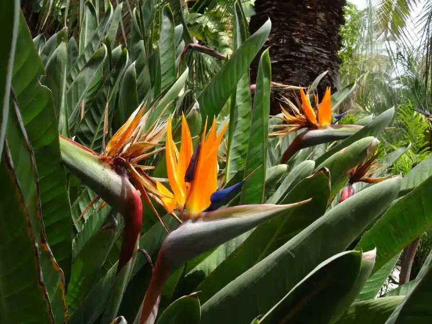 détail plante du jardin de la Villa Maria Serena à Menton