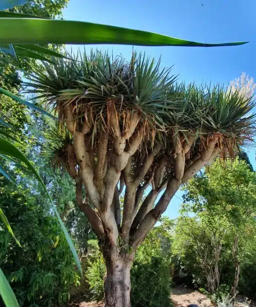 détail plante du jardin de la Villa Maria Serena à Menton