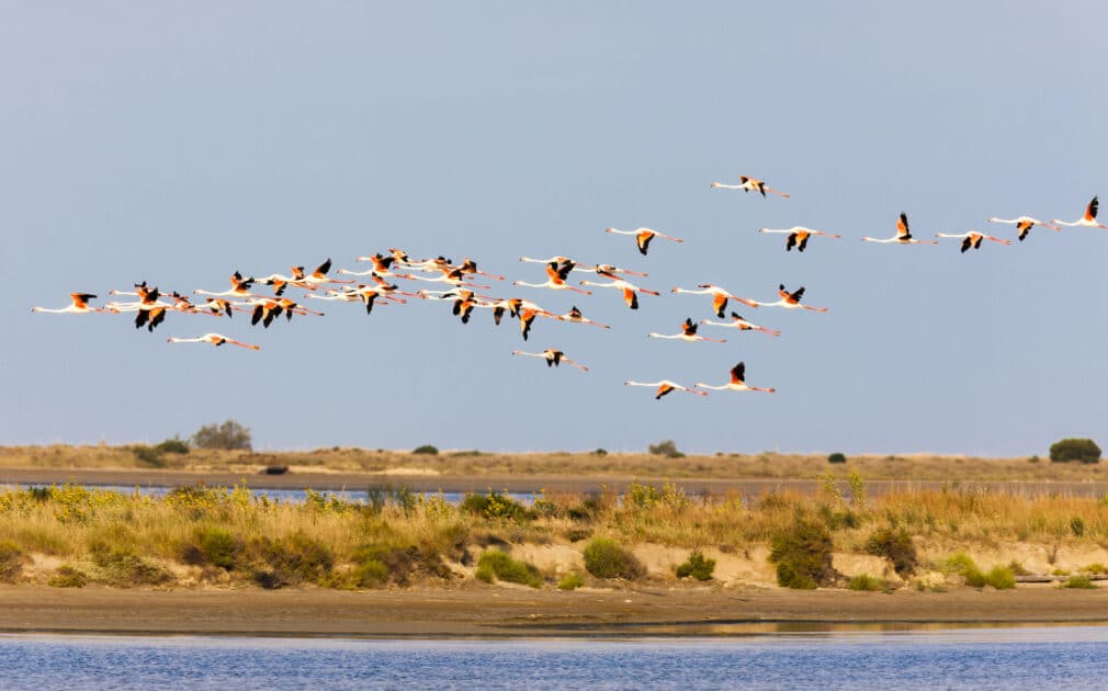 Région PACA. Une forêt de pylônes électriques de 90 mètres s’annonce au milieu des oiseaux migrateurs en Camargue vue generale d'oiseaux survolant la camargue