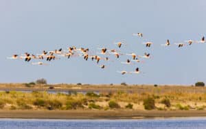 vue generale d'oiseaux survolant la camargue
