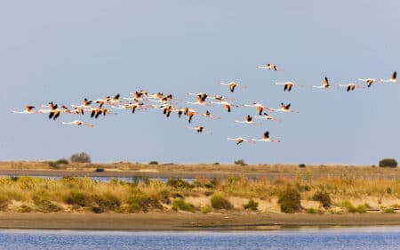 vue generale d'oiseaux survolant la camargue