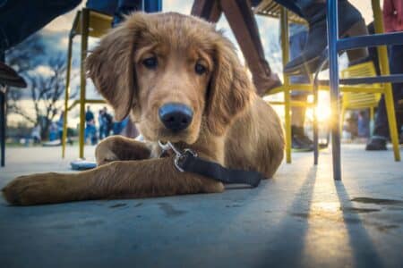 bien etre animal chiens Nice