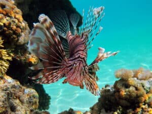 fonds marins