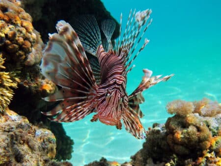 fonds marins