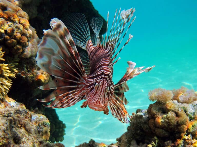 fonds marins
