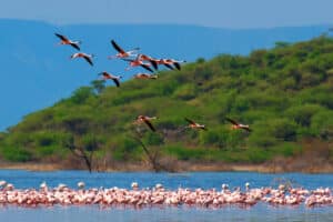 oiseaux migrateurs camargue