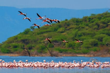 oiseaux migrateurs camargue