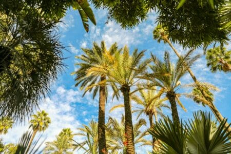 palmiers jardins