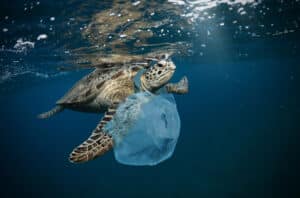 pollution de la mer avec du plastique tortue