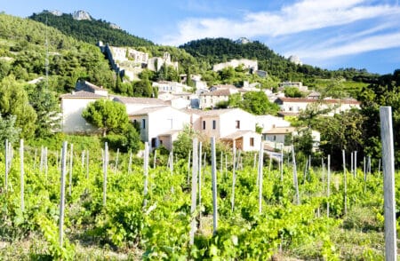vignes de provence